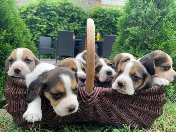 Filhotes De Beagle - Os Bebês Mais Fofos Do Mundo Canino Esperam Por Você