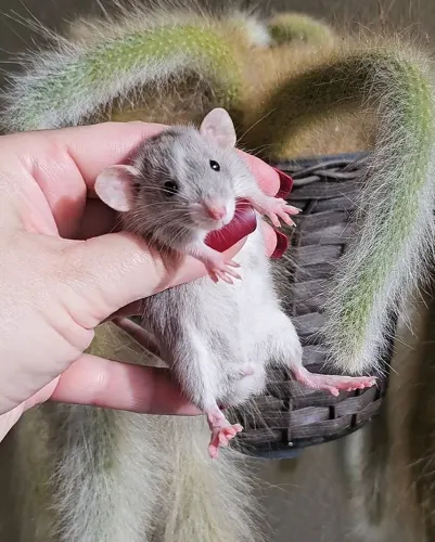 Twister dumbo dwarf (anão)