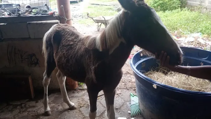 Potra mangalarga top pra negócio 