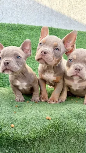 Exotic Bully micro macho