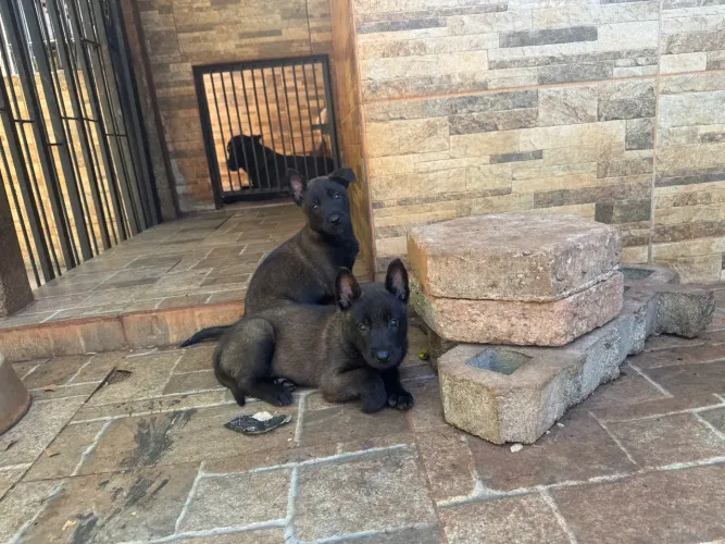 FILHOTES DE PASTOR BELGA MALINOIS