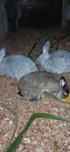 Coelhos