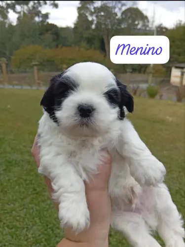 Shitzu macho mini