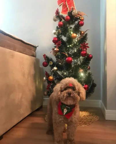Árvore de Natal com enfeites