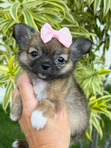 Chihuahua - Uma pequena preciosa de Pêlo longo sablê 