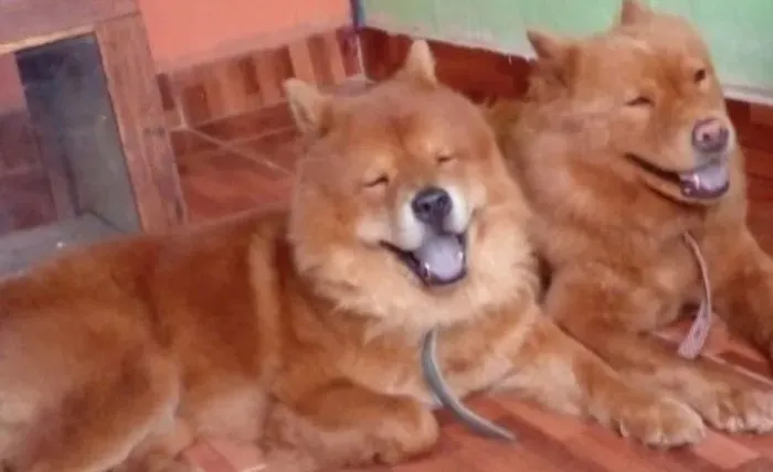 Chow-chow