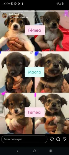 Cachorrinhos para adoção responsável 