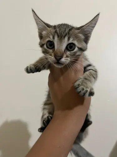 Filhote gato para doação 