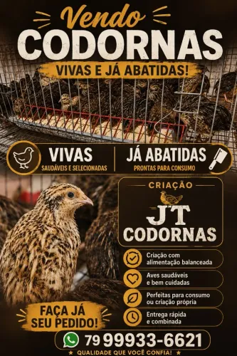 Codornas selexionadas para seu criatório 