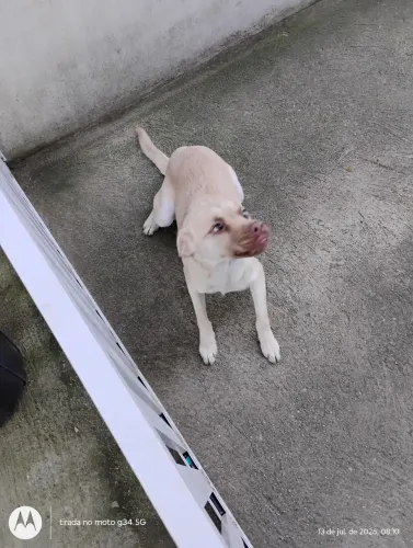 Doa-se cachorra 