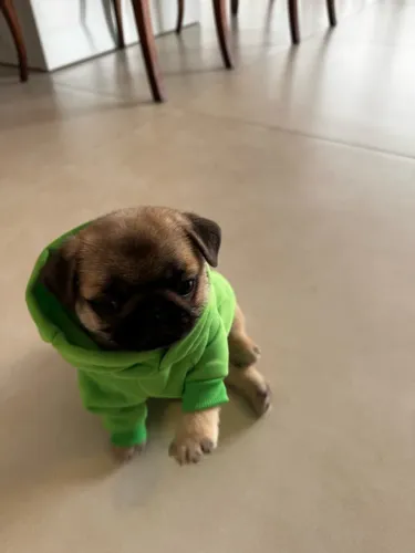Filhote de Pug