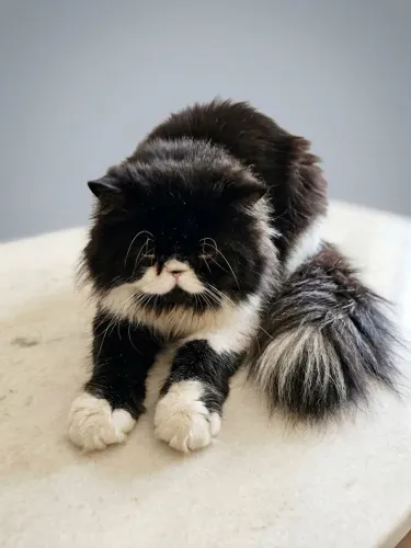 GATO PERSA 1 ANO E 9 MESES - COM DOCUMENTOS