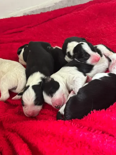 Filhote de Border Collie puro