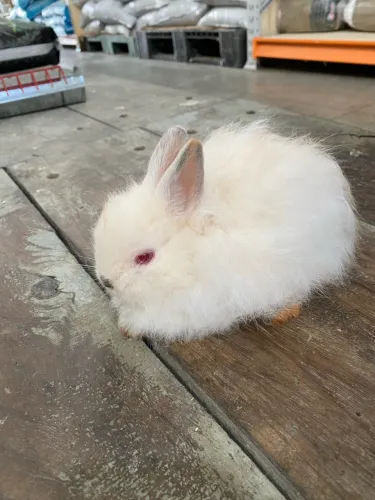 Mini Coelho Lion