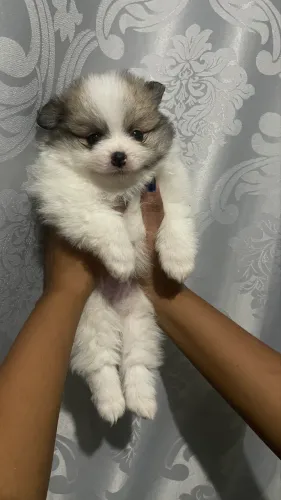 Lulu da pomerania
