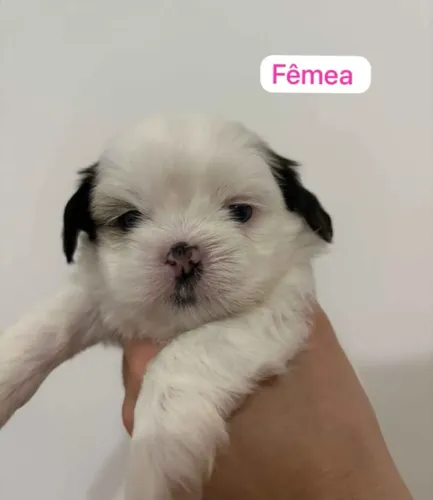 Filhote Shih Tzu