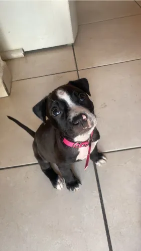 Pitbul
