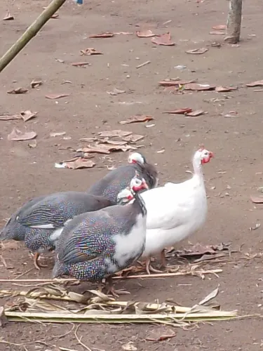 Galinha d'angola macho branco e carijo com peito branco