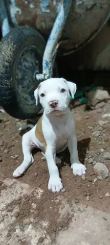 Filhote de Américan terrier 