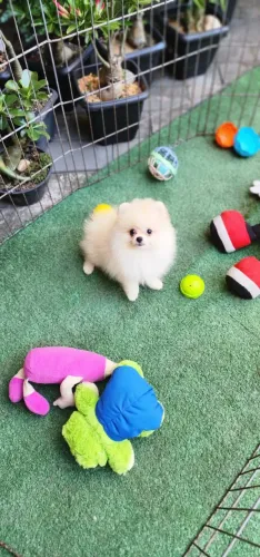 Cachorro Lulu da Pomerania um laço de amor que dura para sempre