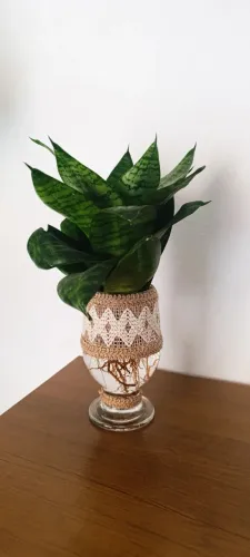 Planta natural com vaso de vidro