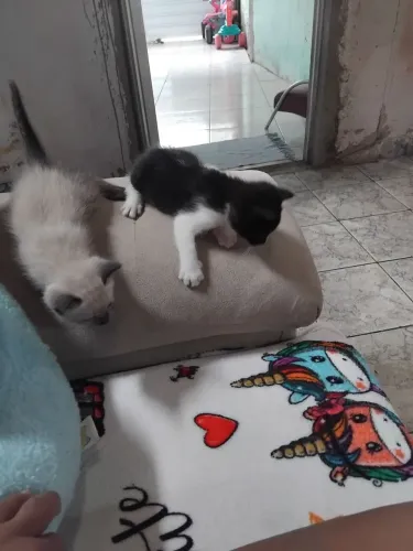 Duas gatinhas uma siamês e outra frajola 2 meses