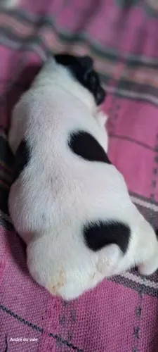 Filhotes de Bulldog francês 