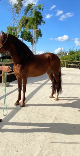 Cavalo filho do seu Chico Tandy (Hércules cruz divina)
