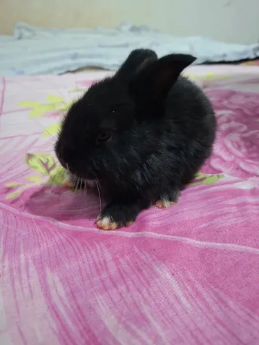 vende coelho
