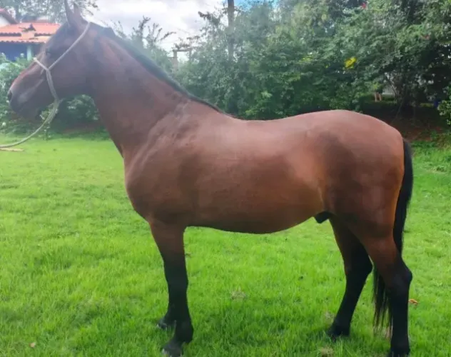 Cavalo Manga larga picada mineiro