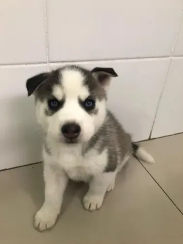 Husky siberiano Um filhote que cresce cercado de amor e retribui em dobro