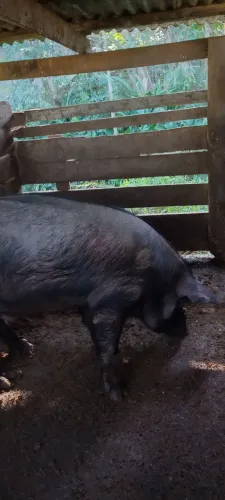 Porco Macau Cachaço