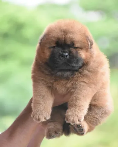 Chow chow encantador