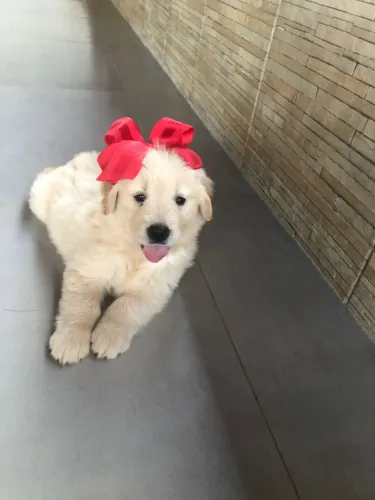 Golden Retriever criados com muito amor e carinho