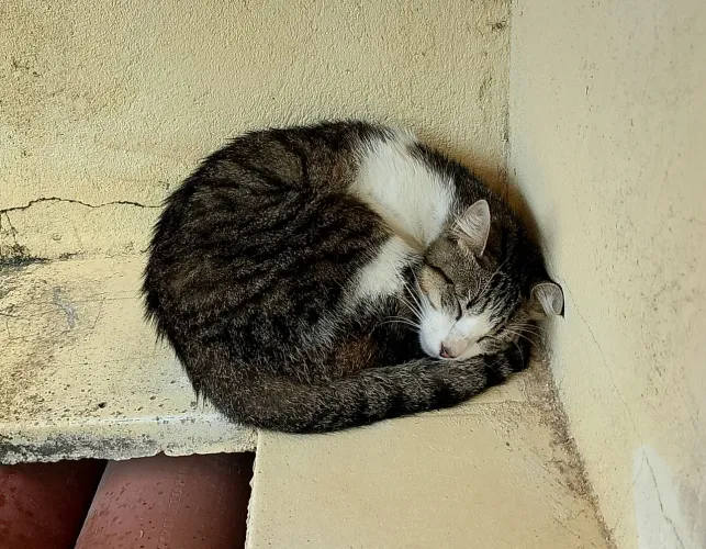 "Gatinha perdida."