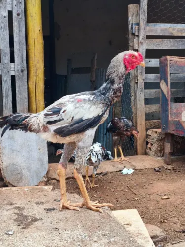 Frango Índio Gigante