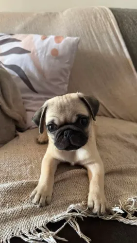 Pug Mini macho