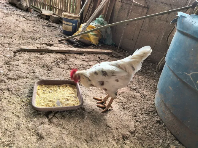 Frango caipira