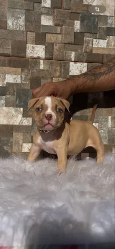 American Bully fêmea 