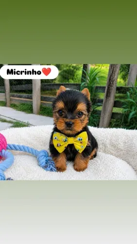 Yorkshire Micro Machinho