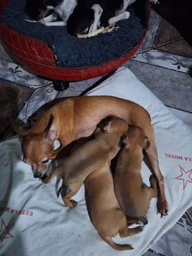 Cachorrinhos Pinscher - n° 1