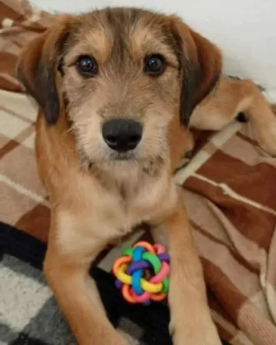 adoção de animais de estimação 