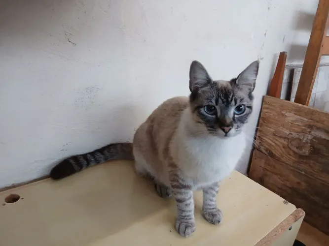 GATOS FILHOTES DOAÇÃO