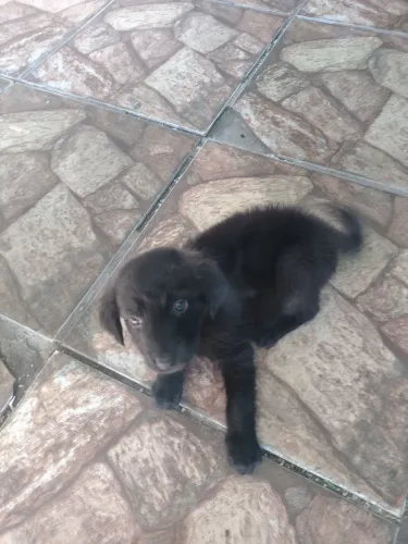 Cachorro labrador 