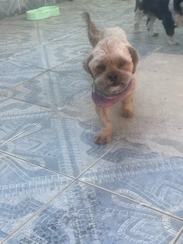 Shitzu macho