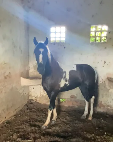 Cavalo Mangalarga Machador