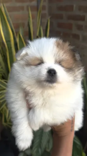 Spitz Alemão / Pequeno Porte