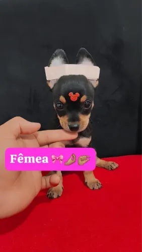 Pinscher com pedigree e vacinados 75 dias