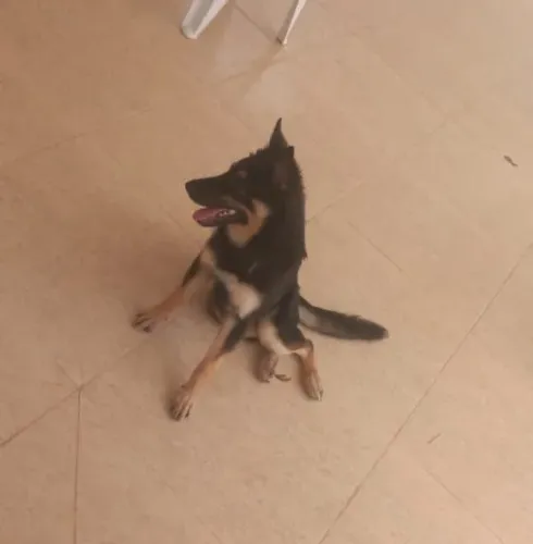 Doa-se Cachorra dócil.