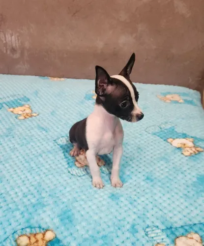 PINSCHER MACHO MINIATURA LEGÍTIMO E PERFEITO 1.200 EM ATÉ 10X SEM JUROS NO CARTÃO.